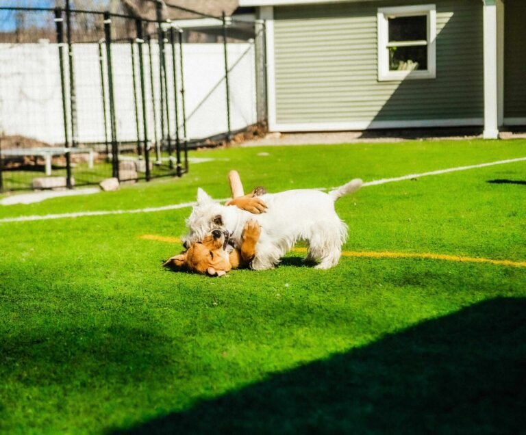 terrier dogs playing on the grass