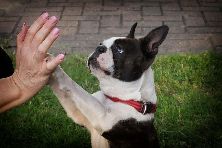 happy boston terrier clapping